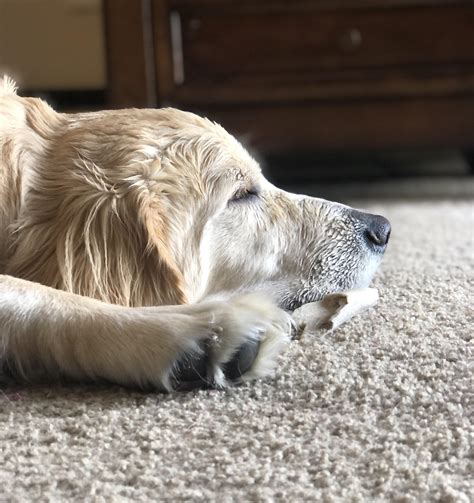 Anyone else’s golden end up with wet-head because they insist on