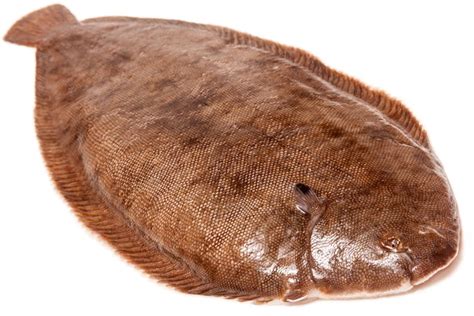 Как выглядит рыба морской язык фото живой рыбы