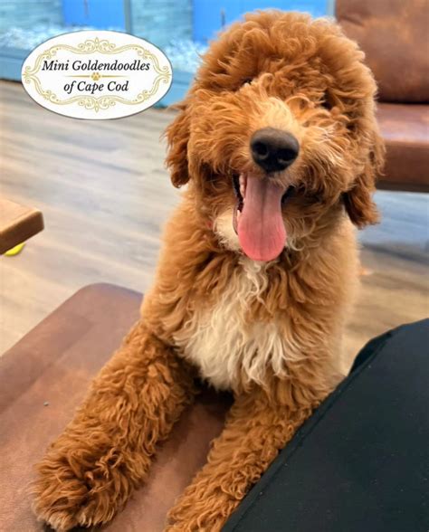 Mini Goldendoodles of Cape Cod LLC | Pocasset MA