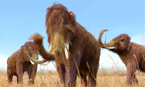 10 Incredible Woolly Mammoth Facts - IMP WORLD