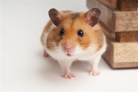 denti criceto