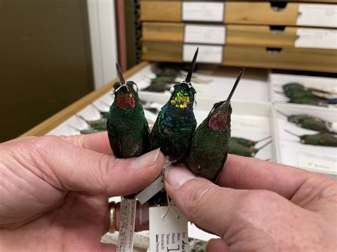 humming bird recipes 9