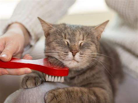 essential grooming tutorials  cats