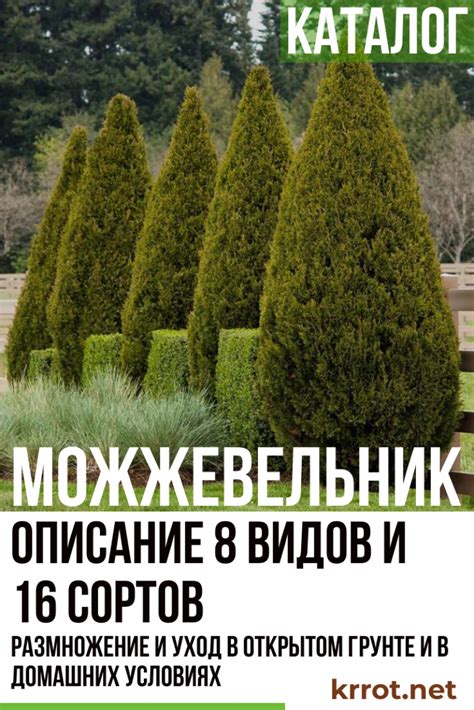 Можжевельник: Описание 8 Видов и 16 Сортов (120 Фото)+Отзывы