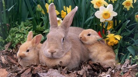 Bunnies Wallpapers - Top Free Bunnies Backgrounds - WallpaperAccess