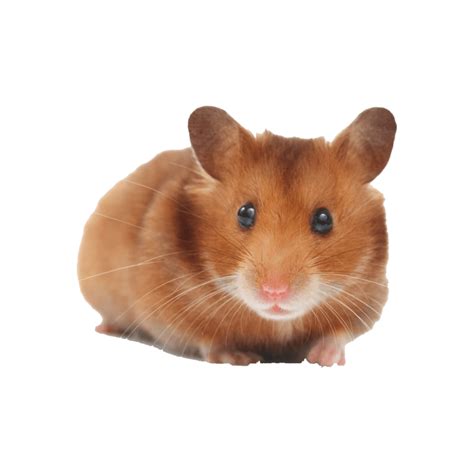 hamster png images transparent hd photo clipart pet supply stores