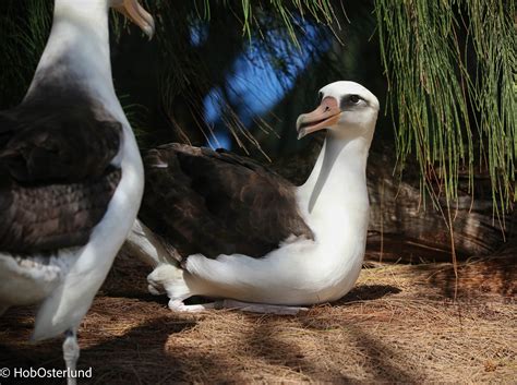 Agreement on the Conservation of Albatrosses and Petrels - Feral cats
