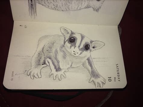 sugar glider drawing