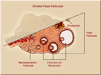 Fase Folicular O Que Significa - Fase folicular