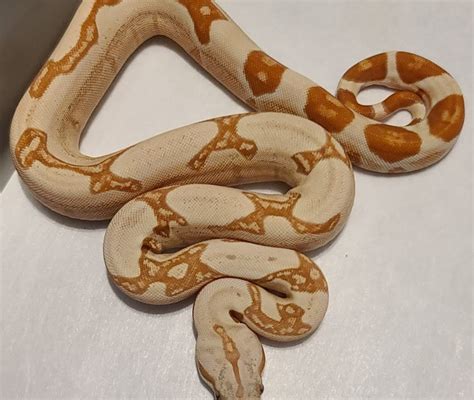 Boa Constrictor Morphs Gallery – motionreptiles