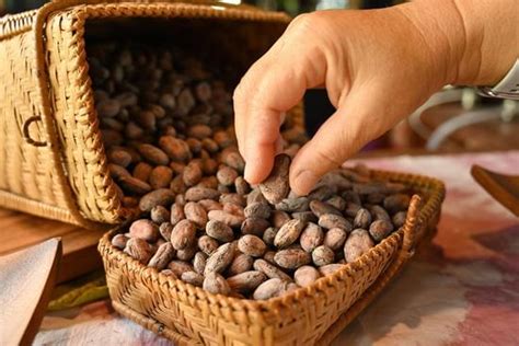 DIFFERENCE BETWEEN FERMENTED AND UNFERMENTED RAW CACAO – Tropical Cacao