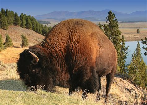 wyoming politics economy society britannica
