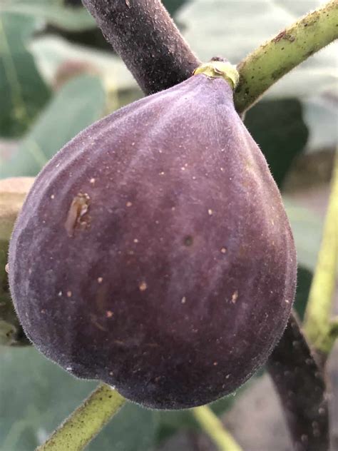 Malta Black Fig Tree – Naturally Grown | Peaceful Heritage Nursery