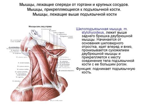 Мышцы, фасции и топография шеи - презентация онлайн