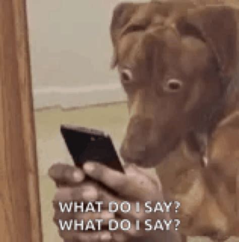 Dog Shocked Looking At Phone Meme – Dog shocked Looking at phone Edited ...