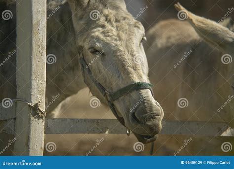 Donkey in Breeding stock image. Image of freedom, wild - 96400129