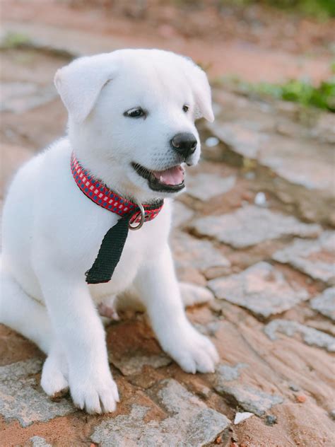 dog portrait stock  images  royalty