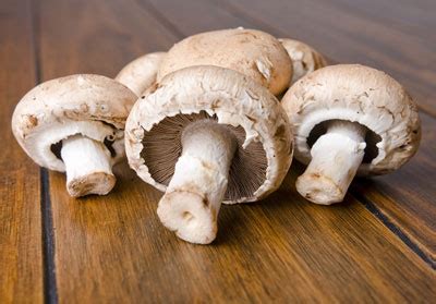 mushrooms learn  nature