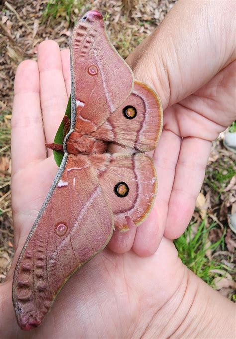 Emperor Gum moth, WLG NZ : r/moths