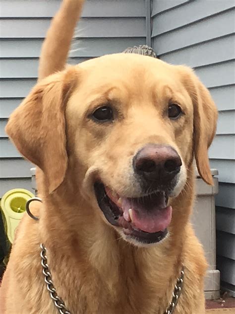 Der Golden Retriever Labrador: Eine umfassende Beschreibung