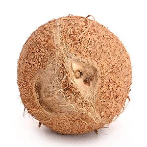 eyed coconut  mukhi nariyal