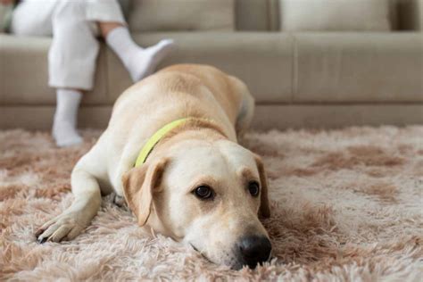 How To Remove Wet Dog Smell From Carpet - bSpotLess