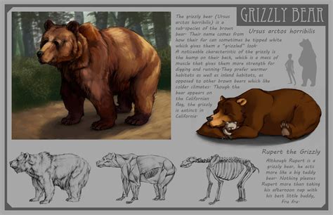 Chelsea Loren Edwards Sketchblog: Grizzly Bear