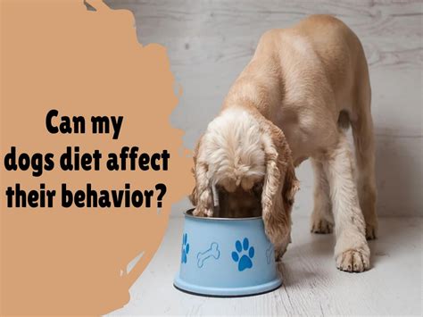 Can My Dogs Diet Affect their Behavior by Man With Van New York - Issuu