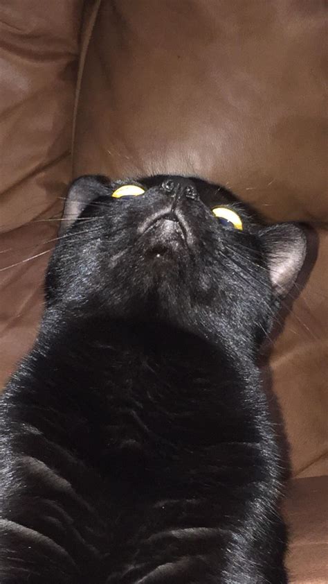 My cat caught off guard. : r/funny