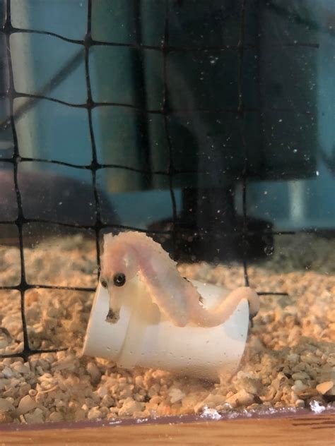 My weird, all white Hippocampus erectus(lined seahorse) : r/Aquariums