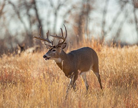 How to Use a Grunt Call | Outdoor Life