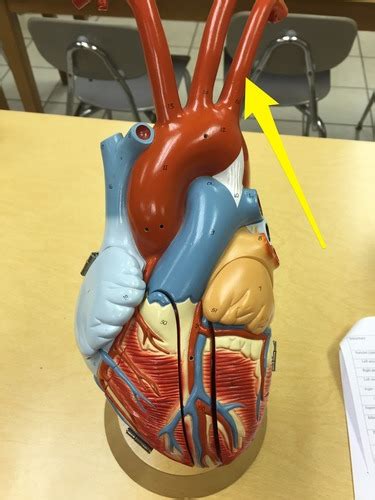 Heart Flashcards | Quizlet 