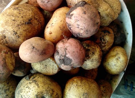 Green Potatoes Contamination at Myrtle Jackman blog