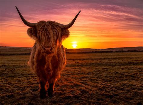 Pin by Geens on Love! in 2024 | Highland cow pictures, Cow wallpaper