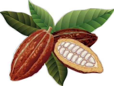 by K Sakura Cang on Collage Item Pins in 2025 | Cocoa, Cacao fruit ...