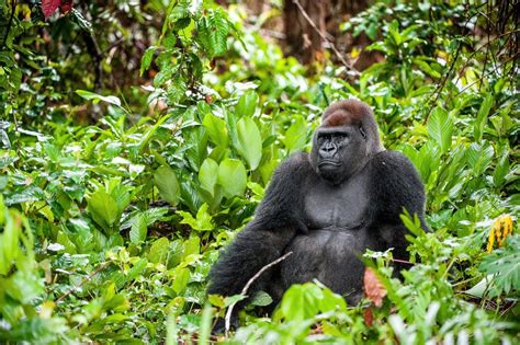 Searching for gorillas in Congo-Brazzaville's northern rainforests ...