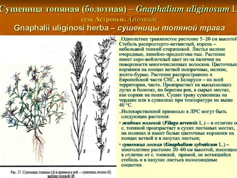 Флавоноиды. Лекарственные растения и лекарственное растительное сырье ...