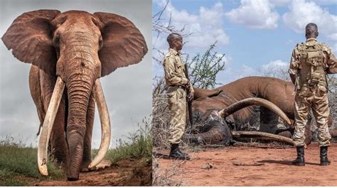 Oh no! After Dida, another Kenya’s Super Tusker “Lugard” is dead ...