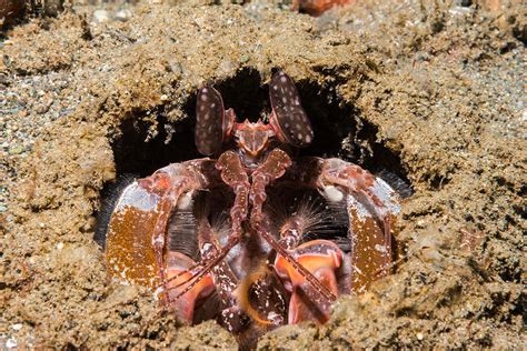 Tiger Mantis Shrimp Photograph by Andrew J. Martinez