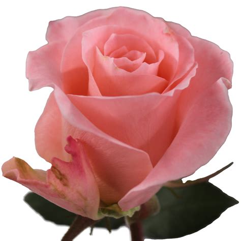 Coral Springs | United Selections