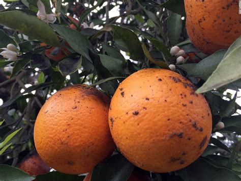 history   florida temple orange florida insider