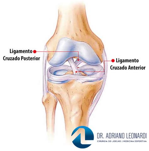 Quantos Ligamentos Tem O Joelho - Ligamentos do Joelho - Especialista do Joelho | Dr. Adriano Leonardi