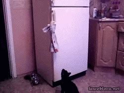 animals cat gif | WiffleGif