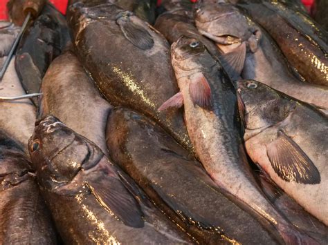 Exploring Sablefish: A Deep Dive into Its Habitat, Rich Taste, and ...