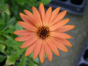 Osteospermum Orania Terracotta