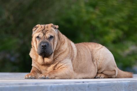 Traditional Shar Pei Ownership: Expert Care & Tips