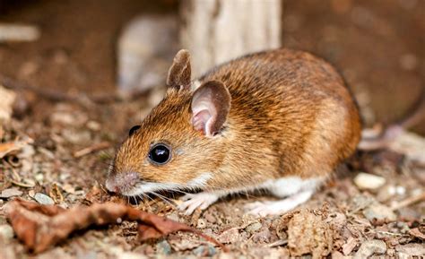 Wild mice don't just survive, but thrive with physical impairments