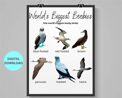World's Biggest Boobies 6 Largest Booby Birds Printable - Etsy UK