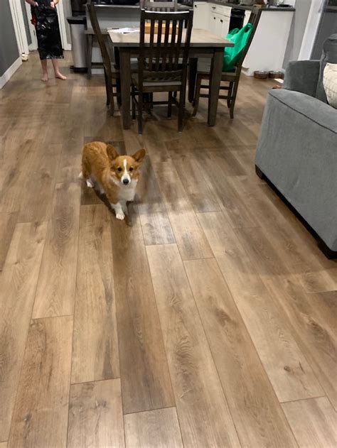 Adult Corgi | Dogs & Puppies for Rehoming | London | Kijiji