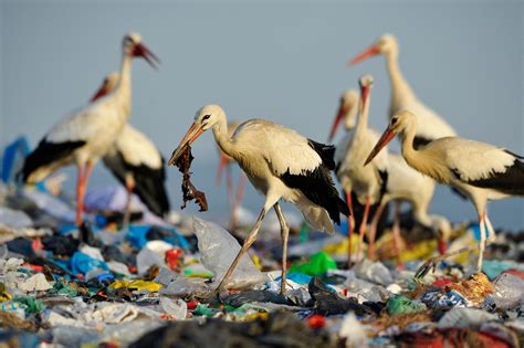 Sea Animals Eating Plastic Bags - Food Affair